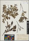 Foto von Salix lapponum L. x Salix myrtilloides L.